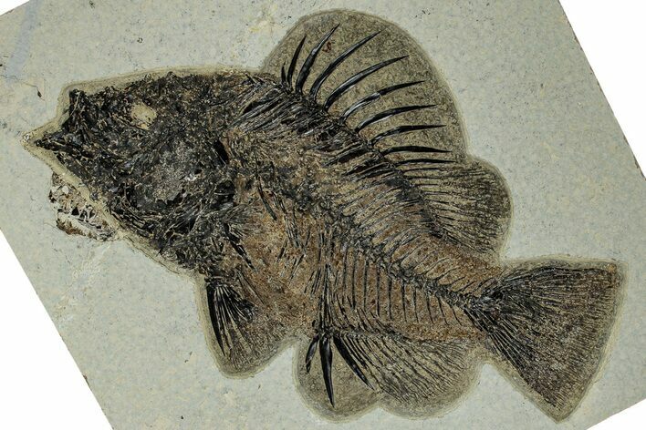 Fantastic Fossil Fish (Priscacara) - Wyoming #327836